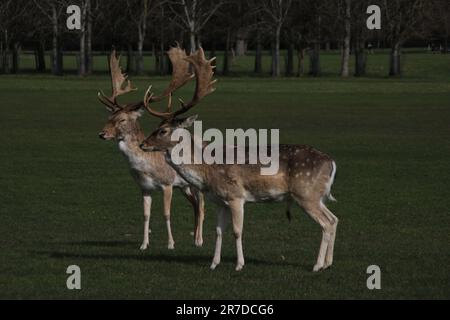 Die beiden europäischen Damhirsche (Dama dama), die auf einem Feld stehen Stockfoto