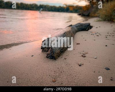 Ein Treibholz an einem Sandstrand bei Sonnenuntergang Stockfoto
