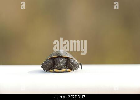 Amphibienschildkröte in Parks in der Ukraine gefunden Stockfoto