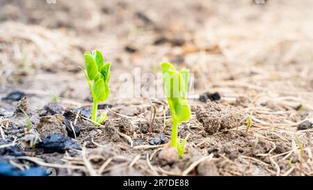 Junge Blätter einer aufsteigenden jungen Erbse, die im Boden auf einem Gartenbeet wachsen. Leguminosen im Garten anbauen Stockfoto