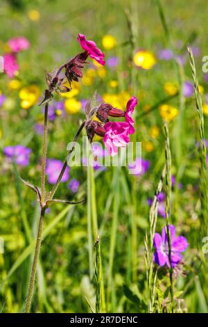 Nahaufnahme der blühenden Stäbchen-Catchfly-Blumen Stockfoto