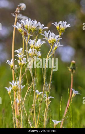 Wunderschöne wilde Wiesen-Saxifrage-Blumen im Sommer Stockfoto