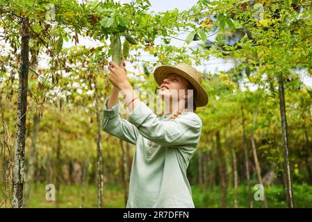 Eine Agronomistin inspiziert die Ernte auf einem getrockneten Gemüsebetrieb. Eine Weiße Farmerin pflückt Gurken, beobachtet Dürrefolgen. Junge Farm Stockfoto