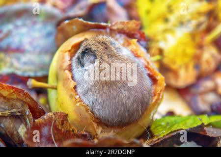 Gartenbau. Wühlmäuse ernähren sich von Äpfeln, die im Garten vom Baum gefallen sind, bis Frost entsteht. Nagetiere fressen seltsame runde Hohlräume in Früchten auf, sie fressen Fruchtfleisch und Spe Stockfoto