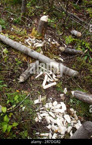 Futterbereich der Biber. Biber kippen Espen aus und nagen sie in Fragmente, die durch das Wasser transportiert werden, um Dämme, Hütten und Nahrung zu erhalten (Essen unter Wasser gefaltet Stockfoto