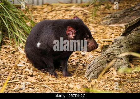 Foto Des Tasmanischen Teufels Im Moonlit Sanctuary Stockfoto