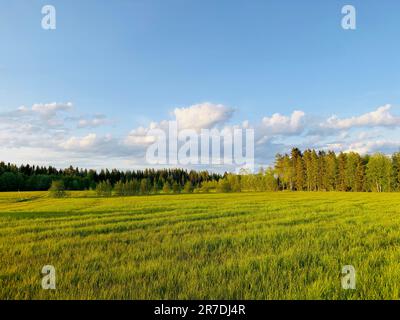 Frühlingslandschaft in einem Dorf in Nordschweden Stockfoto