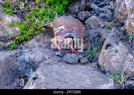 Rotbein-Rebhuhn, Alectoris rufa, Vogel auf Madeira, Portugal Stockfoto