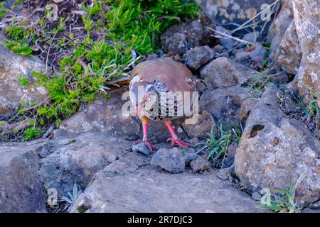 Rotbein-Rebhuhn, Alectoris rufa, Vogel auf Madeira, Portugal Stockfoto