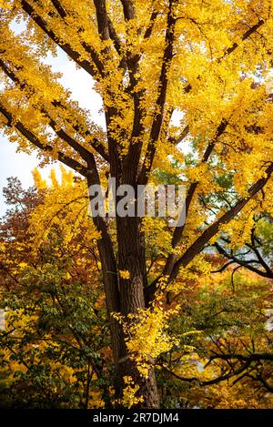 Die herbstliche Landschaft zeigt einen lebendigen gelben Baum vor der Kulisse eines ruhigen Parks Stockfoto