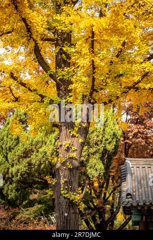 Ein lebendiger gelber Baum steht im Sonnenlicht, seine vielen gelben Blätter sind in seinen Zweigen sichtbar Stockfoto