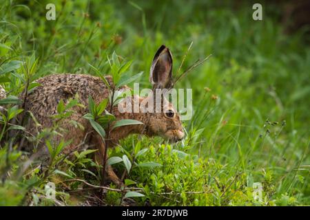 Ein europäischer Hase, lepus europaeus, im Bergwald an einem Sommermorgen Stockfoto