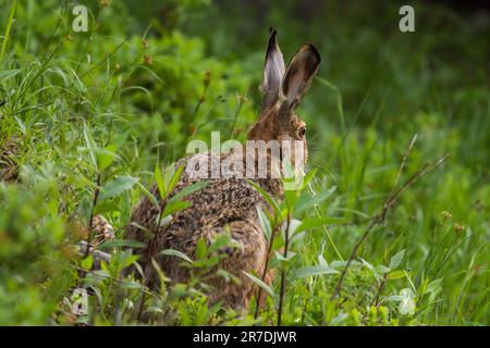 Ein europäischer Hase, lepus europaeus, im Bergwald an einem Sommermorgen Stockfoto