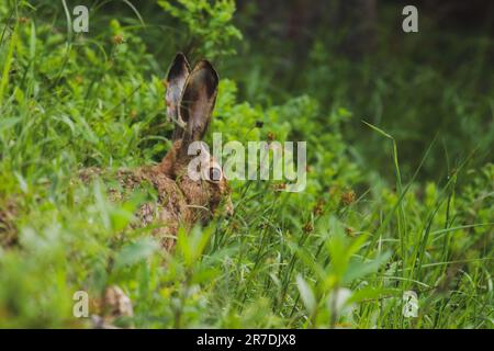 Ein europäischer Hase, lepus europaeus, im Bergwald an einem Sommermorgen Stockfoto