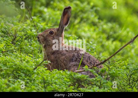 Ein europäischer Hase, lepus europaeus, im Bergwald an einem Sommermorgen Stockfoto