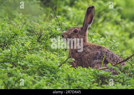 Ein europäischer Hase, lepus europaeus, im Bergwald an einem Sommermorgen Stockfoto