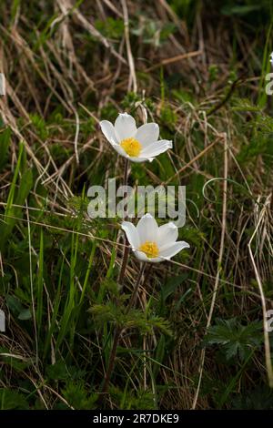 alpenanemone auf einer Bergwiese im nationalpark hohe tauern in osterreich an einem Sommertag Stockfoto