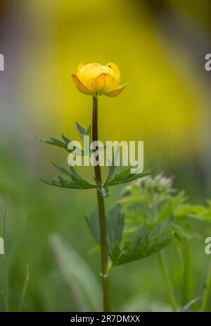 Nahaufnahme eines wunderschönen gelben Globeblumens, Trollius europaeus, gedreht in den schweizer alpen. Stockfoto