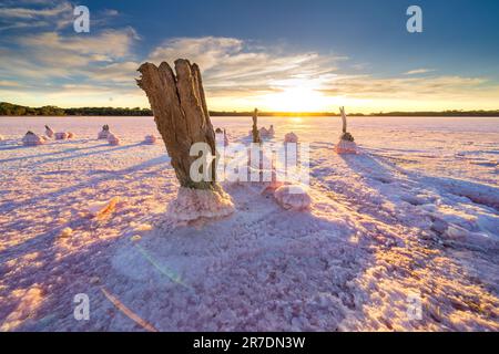 Blick aus dem niedrigen Winkel auf einen verwitterten Stumpf, eingebettet in die Kristalle eines rosafarbenen Salzsees bei Sonnenuntergang bei Dimboola im Wimmera-Viertel von Victoria, Australien Stockfoto