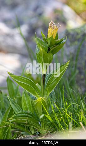 Gentiana punctata - der gefleckte Enzian in den schweizer alpen Stockfoto