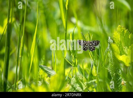 Latticed Heath - Chiasmia clathrata, kleine braune und gelbe Motte aus europäischen Wiesen und Grasland, Schweizer Alpen Stockfoto