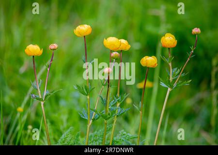 Nahaufnahme eines wunderschönen gelben Globenblumen, Trollius europaeus, gedreht in den schweizer alpen. Stockfoto