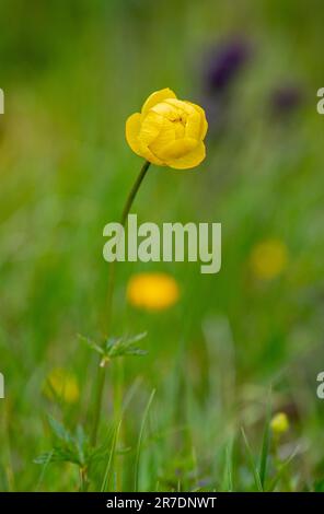 Nahaufnahme eines wunderschönen gelben Globeblumens, Trollius europaeus, gedreht in den schweizer alpen. Stockfoto