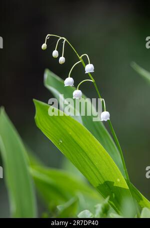 Convallaria majalis - die im Frühlingswald blühende Lilie des Tals Stockfoto