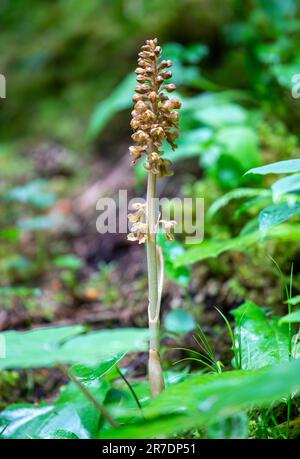 Neottia nidus-avis oder Vogelnestorchidee in den Schweizer Alpen Stockfoto