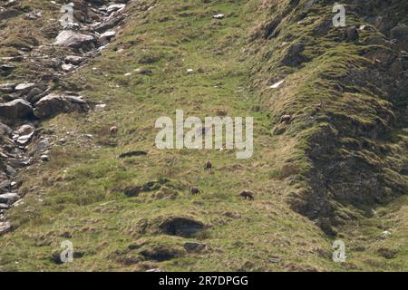 Chamois-Frauen mit ihren Adrenalinen an einem sonnigen Sommertag in den alpen, dem nationalpark hohe tauern in osterreich Stockfoto