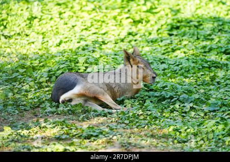 Pampas-Hase liegt auf einer grünen Wiese. Mara. Dolichotinae. Patagonische mara. Stockfoto