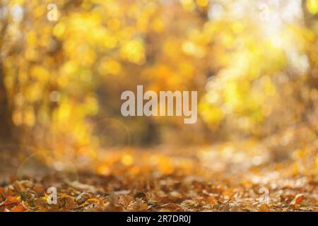 Verschwommener Herbsthintergrund. Wunderschöne, warme, weiche Bokeh-gelbe Herbstblätter. Natürlicher, verschwommener Hintergrund der Herbstblätter. Verschwommenes gelb-orangefarbenes warmes Backgrou Stockfoto