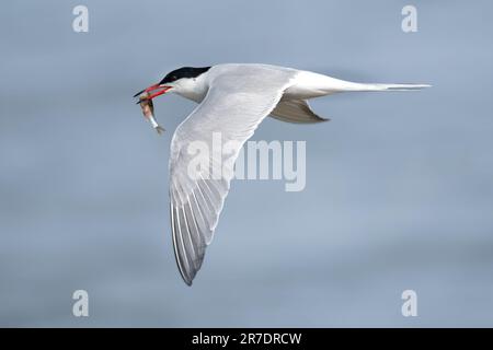 Ein weißer Seevögel, der sich durch einen klaren blauen Himmel erhebt, mit einem Süßwasserfisch, der fest in seinem Schnabel gegriffen wird Stockfoto