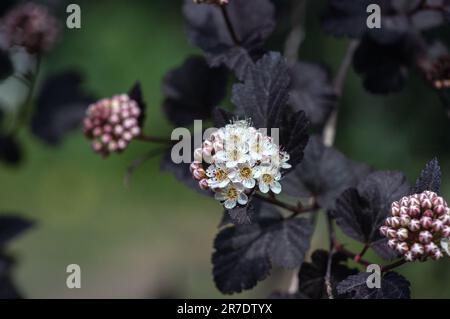 Physocarpus opulifolius „Diabolo“ Foto: Bo Arrhed Stockfoto