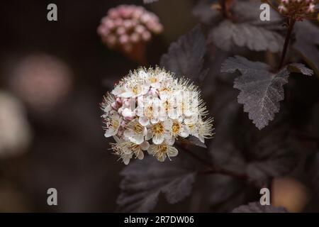 Physocarpus opulifolius „Diabolo“ Foto: Bo Arrhed Stockfoto