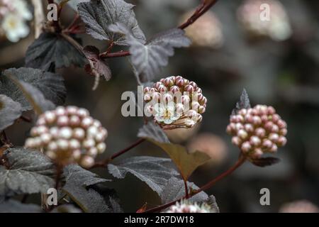 Physocarpus opulifolius „Diabolo“ Foto: Bo Arrhed Stockfoto