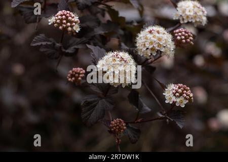 Physocarpus opulifolius „Diabolo“ Foto: Bo Arrhed Stockfoto