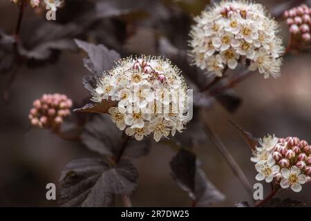 Physocarpus opulifolius „Diabolo“ Foto: Bo Arrhed Stockfoto