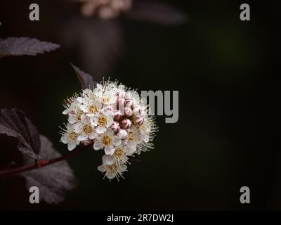 Physocarpus opulifolius „Diabolo“ Foto: Bo Arrhed Stockfoto