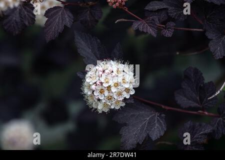 Physocarpus opulifolius „Diabolo“ Foto: Bo Arrhed Stockfoto