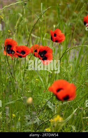 Nahaufnahme von wunderschönen Mohnblumen. Helles Mohnfeld in freier Wildbahn. Blumenhintergrund, Tapete aus Feldmohn. Vertikales Foto Stockfoto