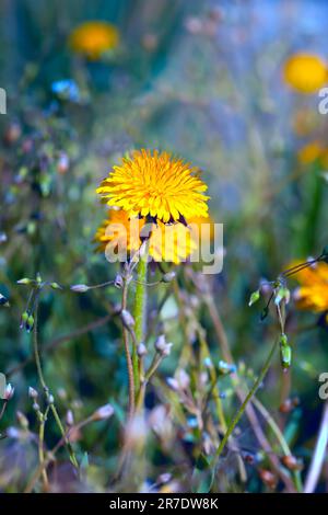 Gelbe Löwenzahn-Blüten Taraxacum officinale. Der blühende Löwenzahn. Frühlingsblumen Hintergrund. Blumenhintergrund für Glückwunschkarten zum Geburtstag, März Stockfoto