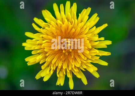 Nahaufnahme Löwenzahn.Löwenzahn auf blauem grünen Hintergrund.Blumenhintergrund für Glückwunschkarten zum Geburtstag, 8. März, Lehrertag. Stockfoto