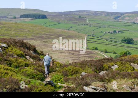 Haworth, West Yorkshire, Großbritannien. Ein Mann, der auf dem Penistone Hill über Haworth spaziert und den Spuren der Bronte Sisters folgt. Stockfoto