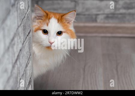 Hauskatze schaut aus der Ecke des Zimmers. CAT beobachtet einen Menschen. Stockfoto