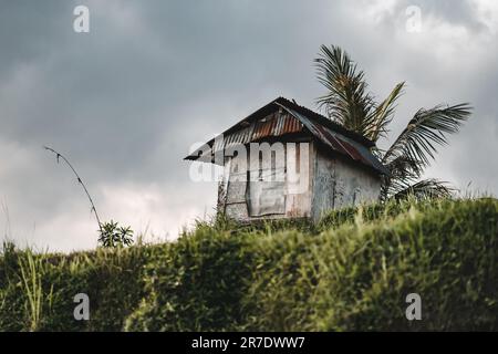 Foto einer Bauernscheune auf dem Reisfeld. Verlassenes kleines Haus in naturgrüner Landschaft Stockfoto