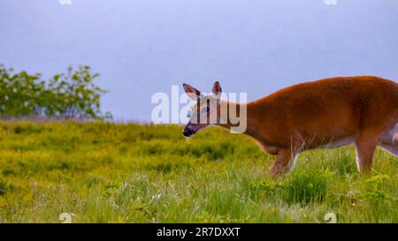 Hirschfreunde Stockfoto