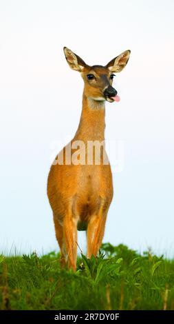 Hirschfreunde Stockfoto