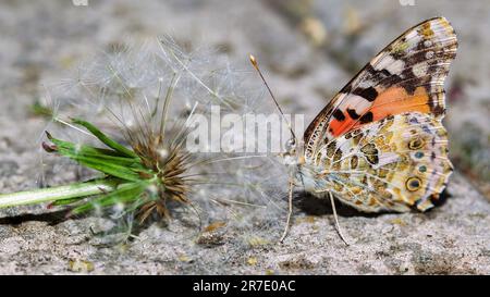 Ein Schmetterling in der Nähe einer Löwenzahnblume. Ein wunderschöner Schmetterling auf einer Zementplatte in der Nähe einer Blume. Stockfoto