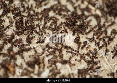 Viele Insektenherden kehren in das Nest zurück. Ameisen laufen. Ameisen, die Essen suchen. Abstrakter Hintergrund mit Ameisen. Selektiver Fokus. Tausende von Schwarz Stockfoto